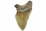 Partial, Fossil Megalodon Tooth - Serrated Blade #294695-1
